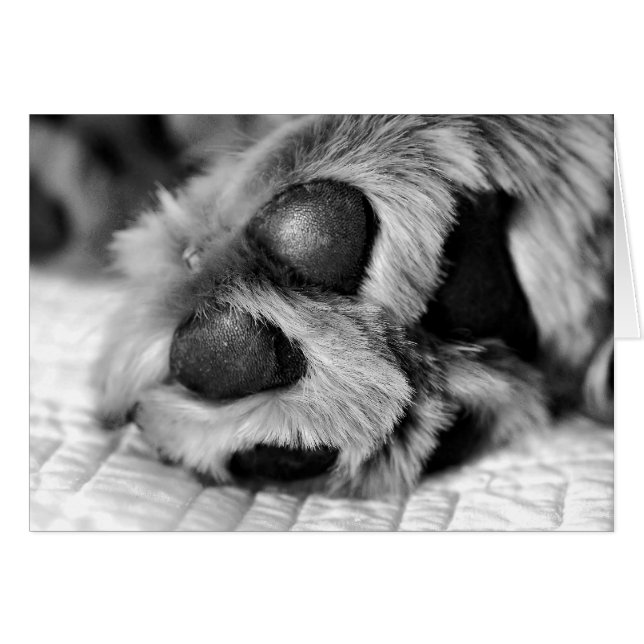 Golden Retriever Polar Paws (Front Horizontal)