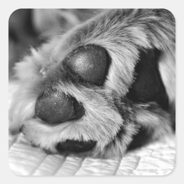 Golden Retriever Polar Paws Square Sticker (Front)