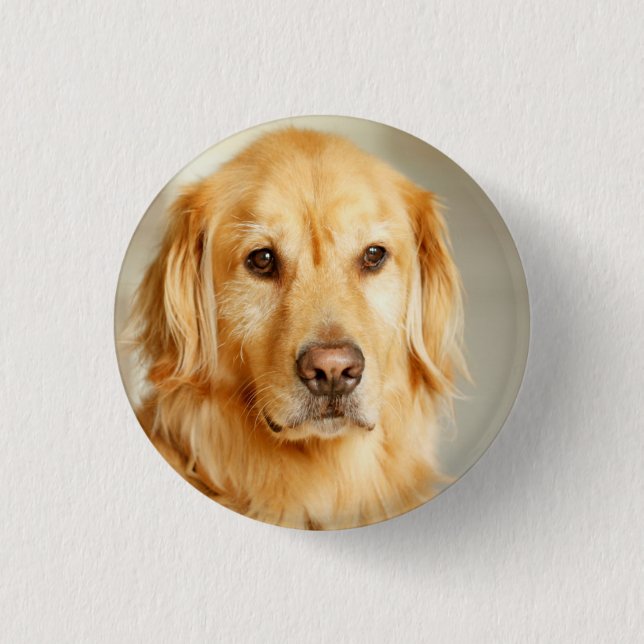 Golden Retriever Portrait 3 Cm Round Badge (Front)