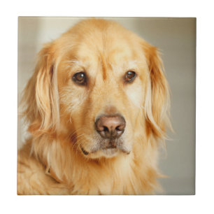 Golden Retriever Portrait Ceramic Tile
