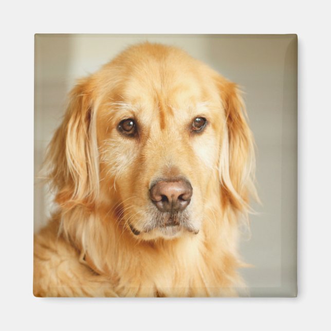 Golden Retriever Portrait Magnet (Front)