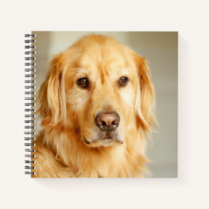 Golden Retriever Portrait Notebook