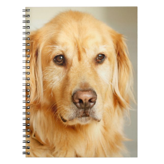 Golden Retriever Portrait Notebook (Front)