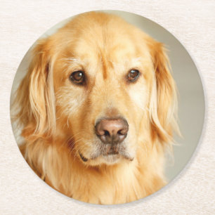 Golden Retriever Portrait Round Paper Coaster