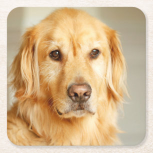 Golden Retriever Portrait Square Paper Coaster