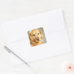Golden Retriever Portrait Square Sticker