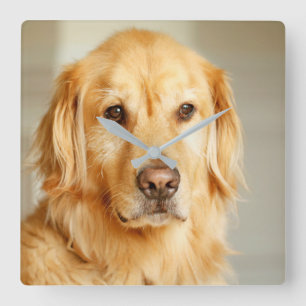 Golden Retriever Portrait Square Wall Clock