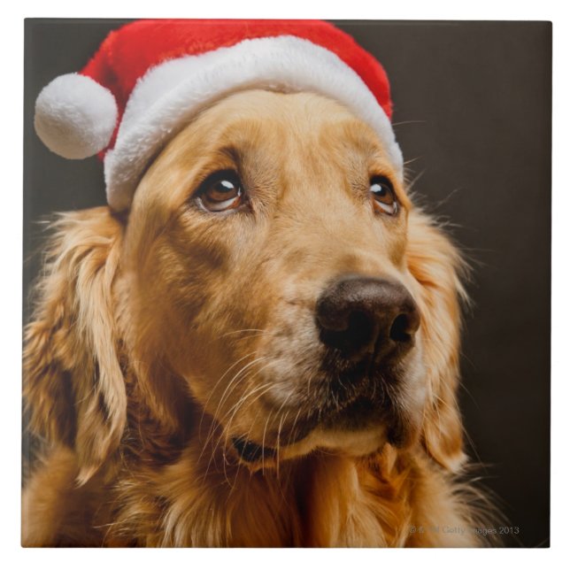 Golden Retriever posing for his Christmas Ceramic Tile (Front)