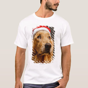 Golden Retriever posing for his Christmas T-Shirt