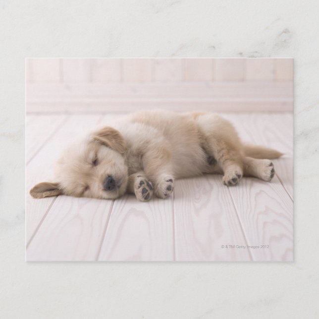 Golden Retriever Postcard (Front)