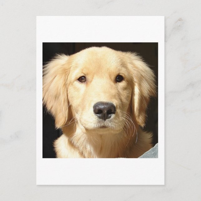 Golden Retriever Postcard (Front)