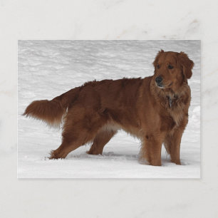 Golden Retriever Postcard