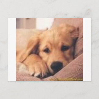 golden retriever postcard