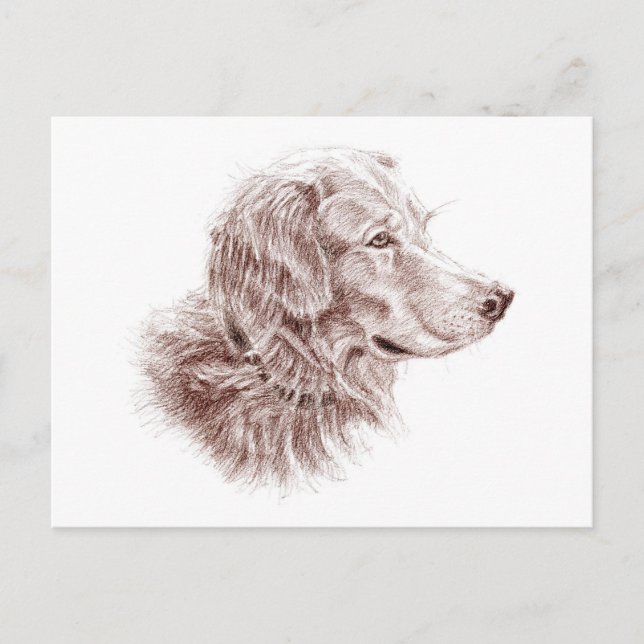 Golden Retriever Postcard (Front)