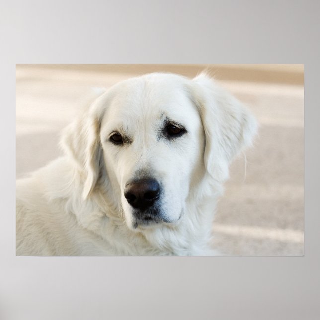 Golden Retriever Poster (Front)