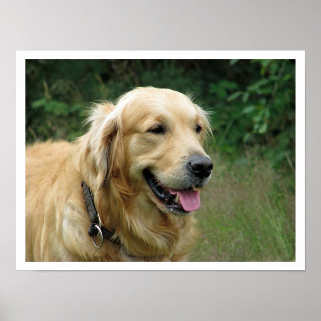 Golden Retriever Poster (Front)