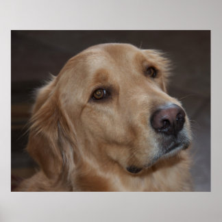 Golden Retriever Poster