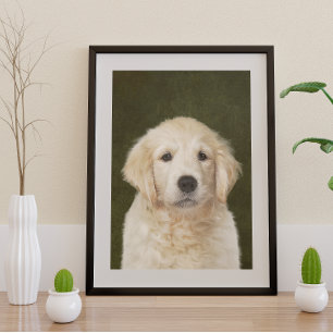 Golden Retriever Poster