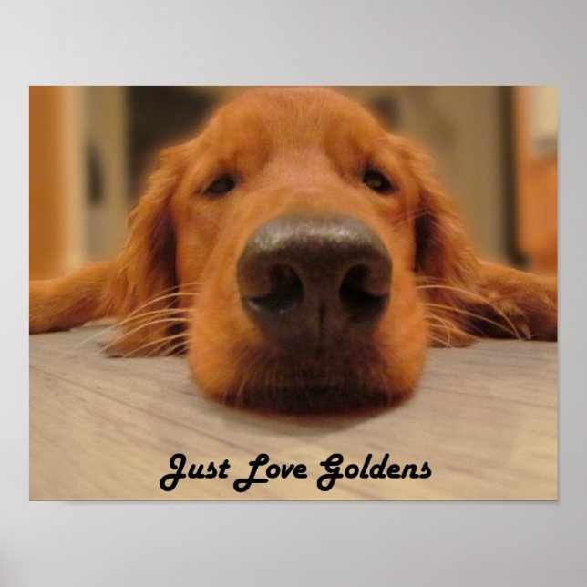 Golden Retriever Poster, Nose Poster (Front)