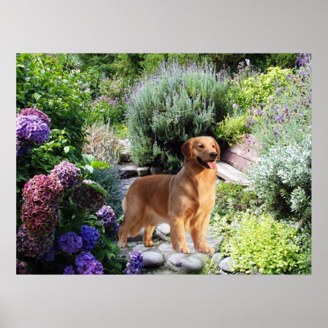 Golden Retriever Print (Front)