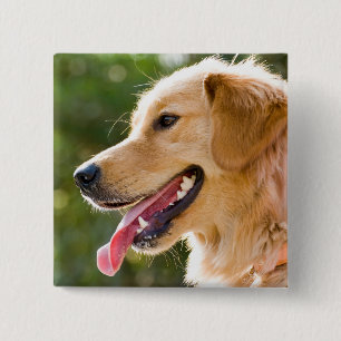 Golden Retriever Profile With Tongue Out 15 Cm Square Badge