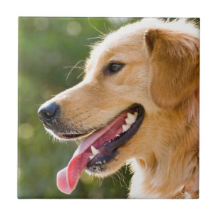 Golden Retriever Profile With Tongue Out Ceramic Tile