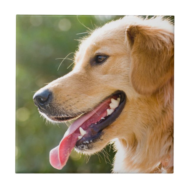 Golden Retriever Profile With Tongue Out Ceramic Tile (Front)