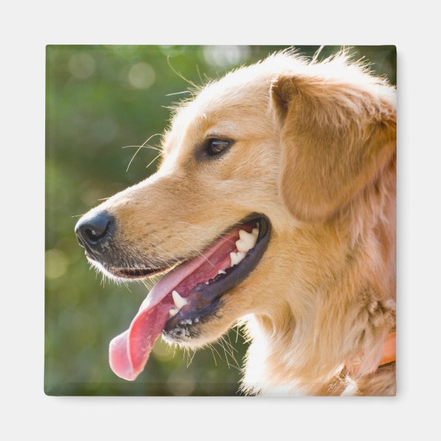 Golden Retriever Profile With Tongue Out Magnet (Front)