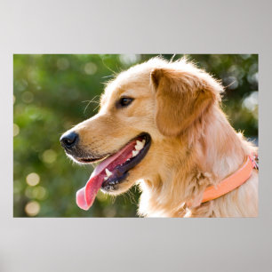 Golden Retriever Profile With Tongue Out Poster