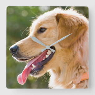 Golden Retriever Profile With Tongue Out Square Wall Clock