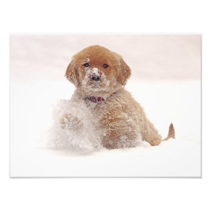 Golden Retriever Pup in Snow Photo Print
