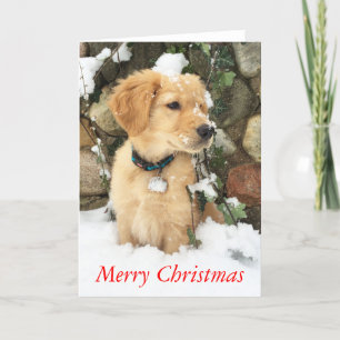 Golden retriever pup, Merry Christmas Holiday Card