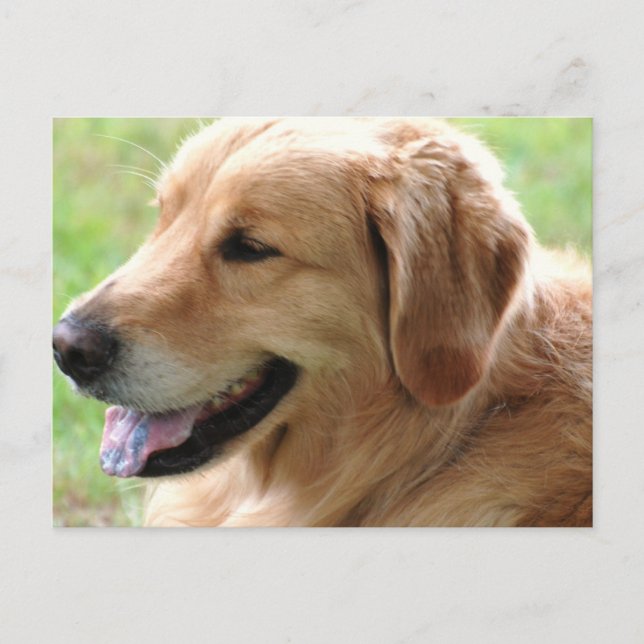 Golden Retriever Pup Postcard (Front)