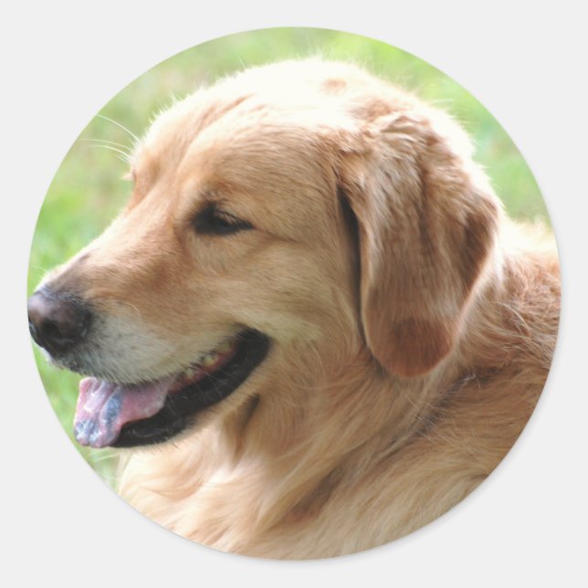 Golden Retriever Pup Stickers (Front)