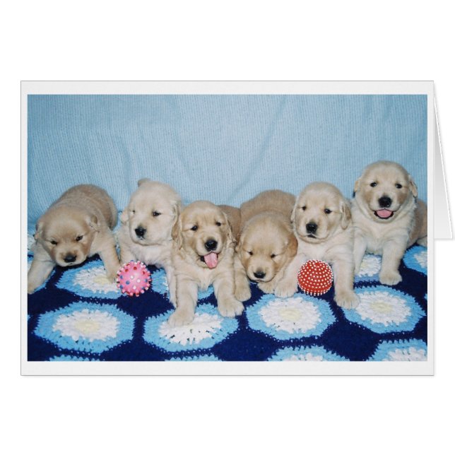 Golden Retriever Puppies (Front Horizontal)