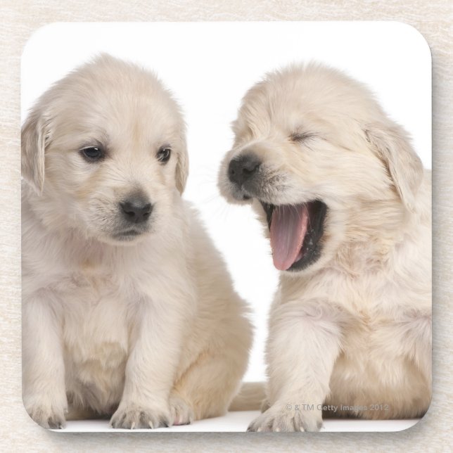 Golden Retriever puppies (4 weeks old) Coaster (Front)