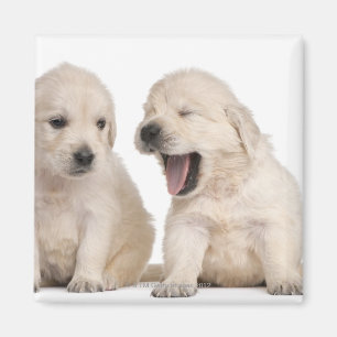 Golden Retriever puppies (4 weeks old) Magnet