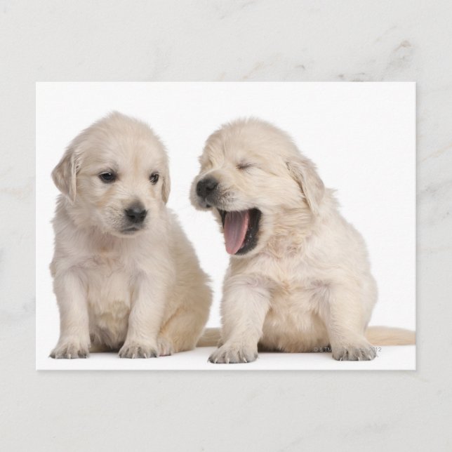 Golden Retriever puppies (4 weeks old) Postcard (Front)