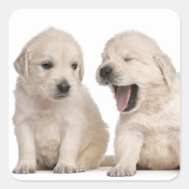 Golden Retriever puppies (4 weeks old) Square Sticker (Front)