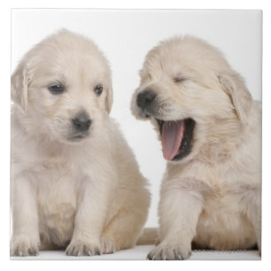 Golden Retriever Puppies Ceramic Tile