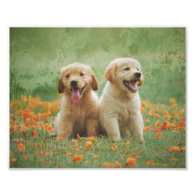 Golden Retriever Puppies Photo Print (Front)