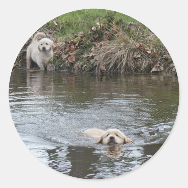 Golden Retriever Puppies Sticker (Front)