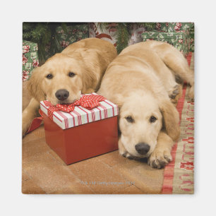 Golden retriever puppies with christmas gift magnet