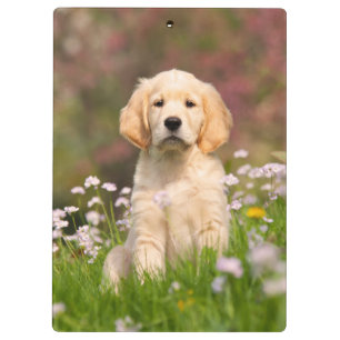 Golden Retriever puppy a cute Goldie Clipboard