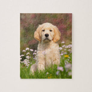 Golden Retriever puppy a cute Goldie Jigsaw Puzzle