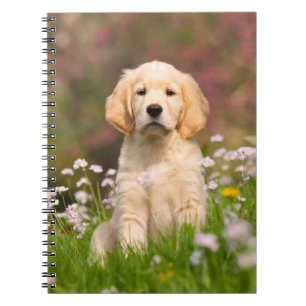 Golden Retriever puppy a cute Goldie Notebook