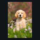 Golden Retriever puppy a cute Goldie Poster<br><div class="desc">Golden Retriever puppy in a meadow of Cuckoo Flower. He is such a cutie Goldie,  I had a lot of fun taking pictures of him. A gift for dog lovers.The puppy-eyed doggy was photographed by Katho Menden   http://www.zazzle.com/kathom_photo</div>