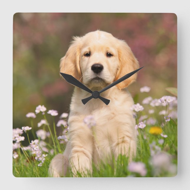 Golden Retriever puppy a cute Goldie Square Wall Clock (Front)