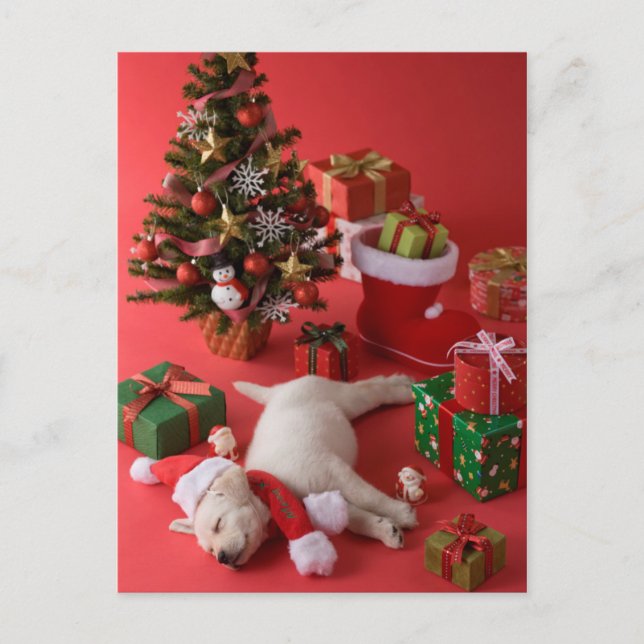Golden Retriever Puppy and Christmas Holiday Postcard (Front)