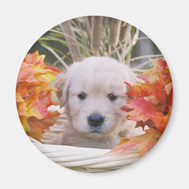 Golden Retriever Puppy Autumn Scene Magnet (Front)